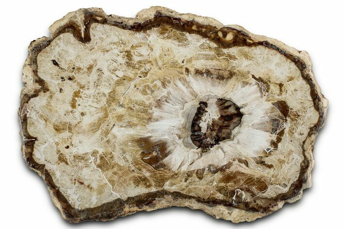 Colorful Petrified Wood Slab - Weird Grain Patterns #355344